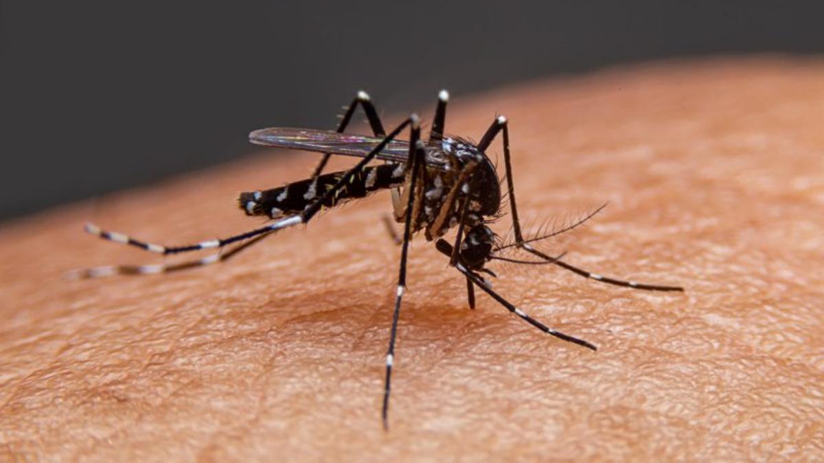 La UNC realiza un webinar sobre dengue 