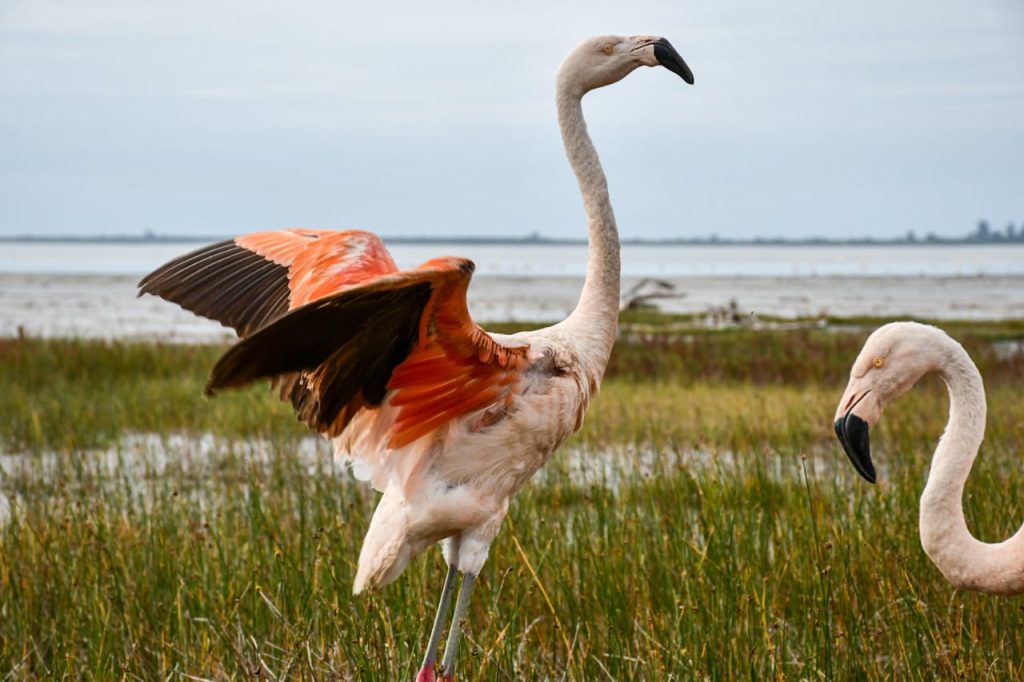 Liberaron dos flamencos australes y 48 aves pequeñas en la región Ansenuza