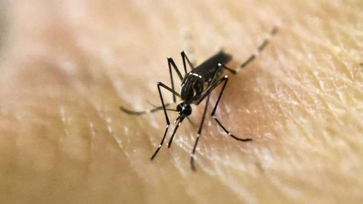 Habría aparecido un nuevo serotipo de dengue en Córdoba 