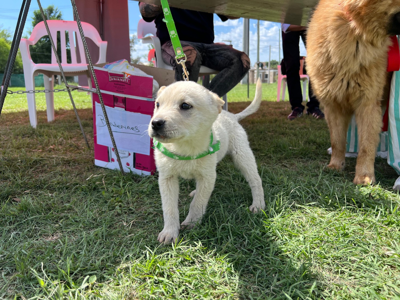 El municipio vacunó a 200 perros y gatos en El Vallecito