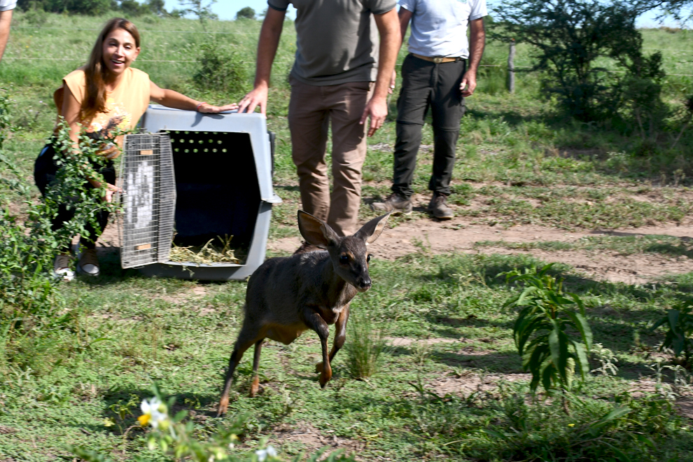 Se liberaron más de 20 ejemplares silvestres en Marull y La Para