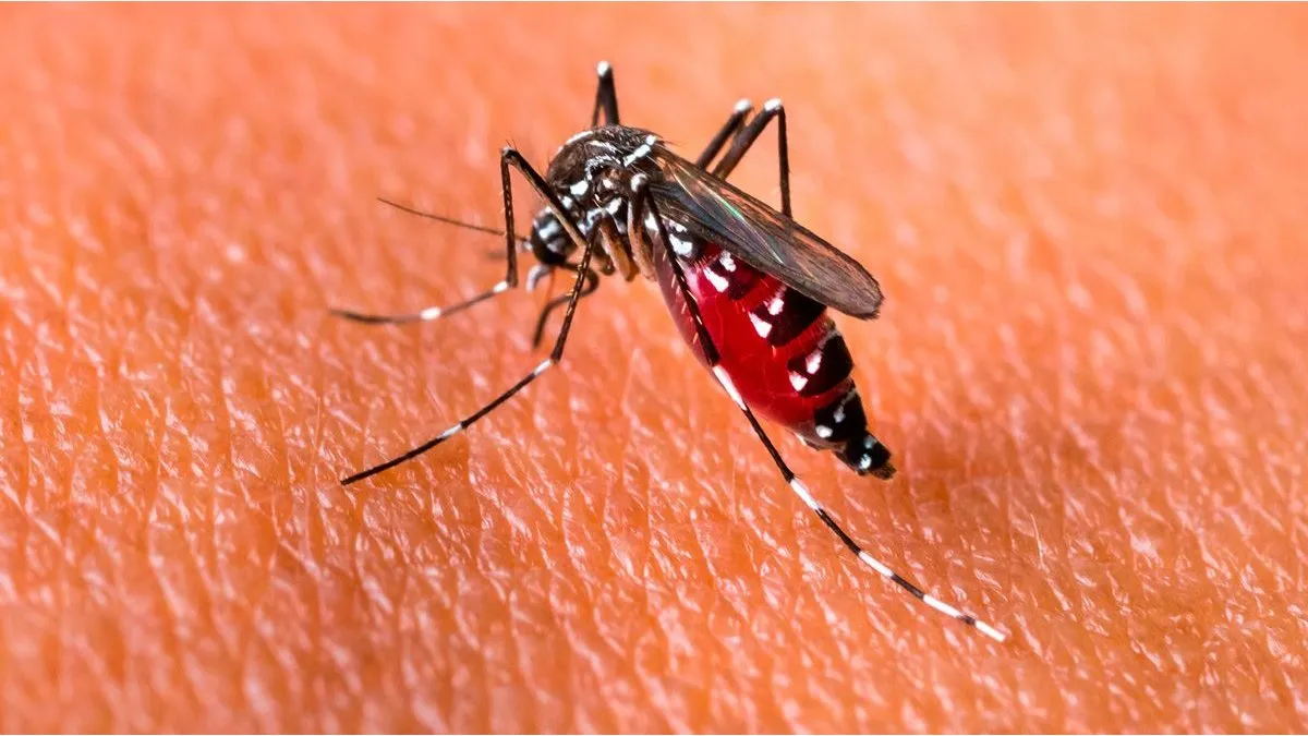 El municipio pidió a los que tienen dengue que informen a Epidemiología

