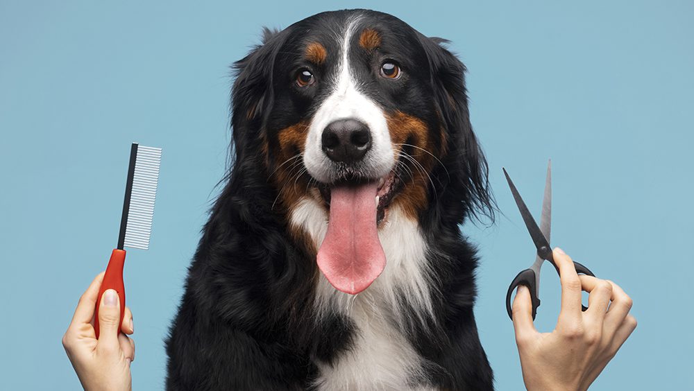 Villa María lanza un taller gratuito de peluquería canina en el MuniCerca 3
