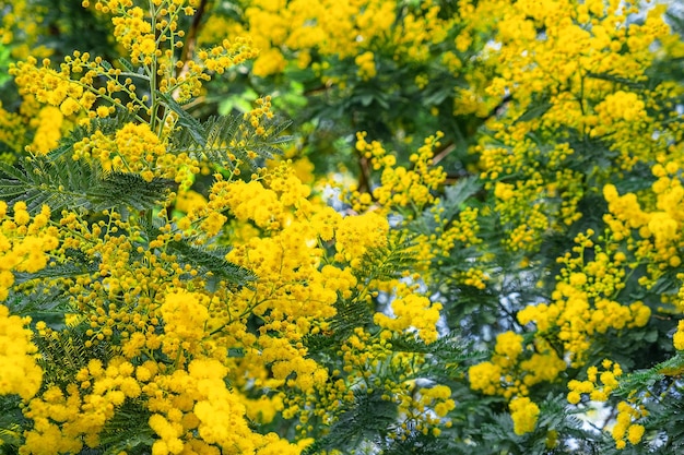 Día del Árbol: Barrio Golf y una campaña con flores amarillas