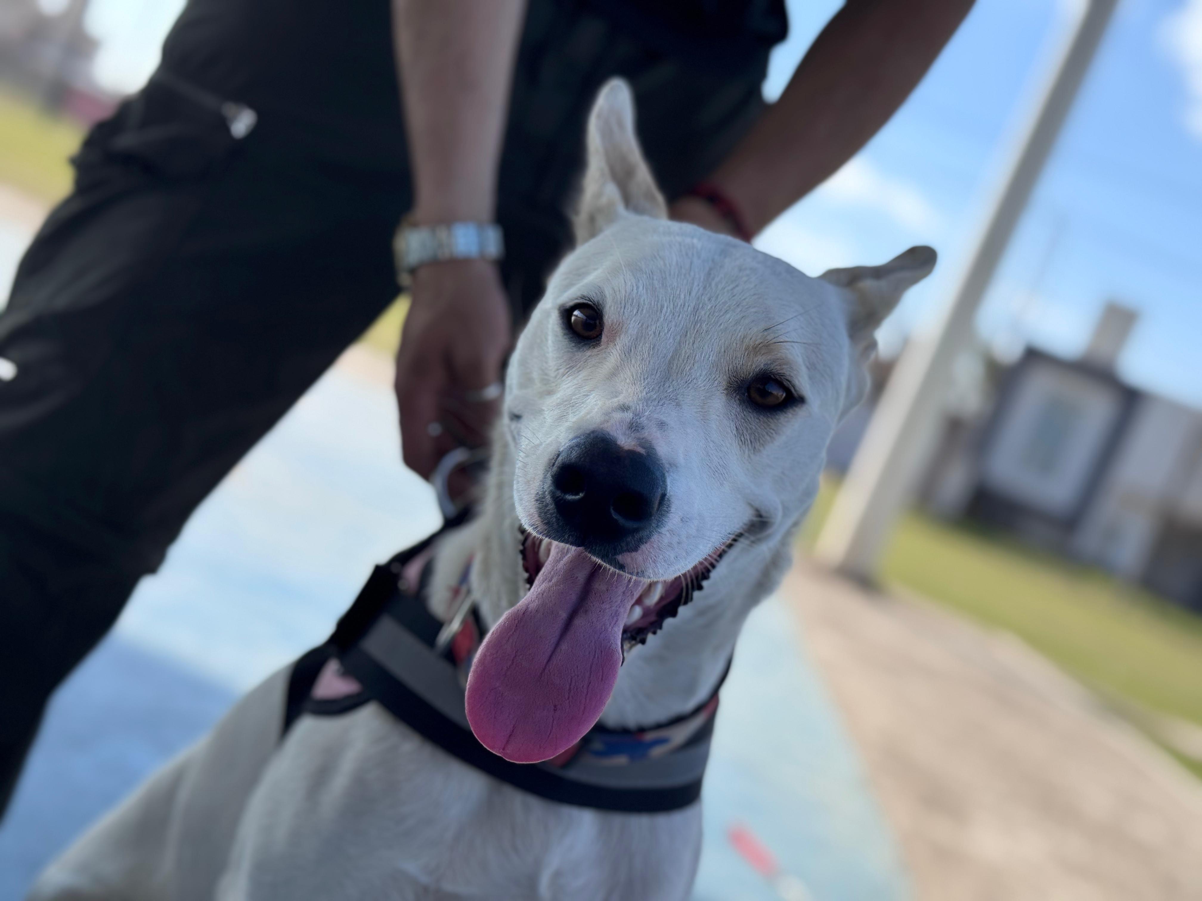 Casi un centenar de mascotas fueron vacunadas en barrio San Antonio