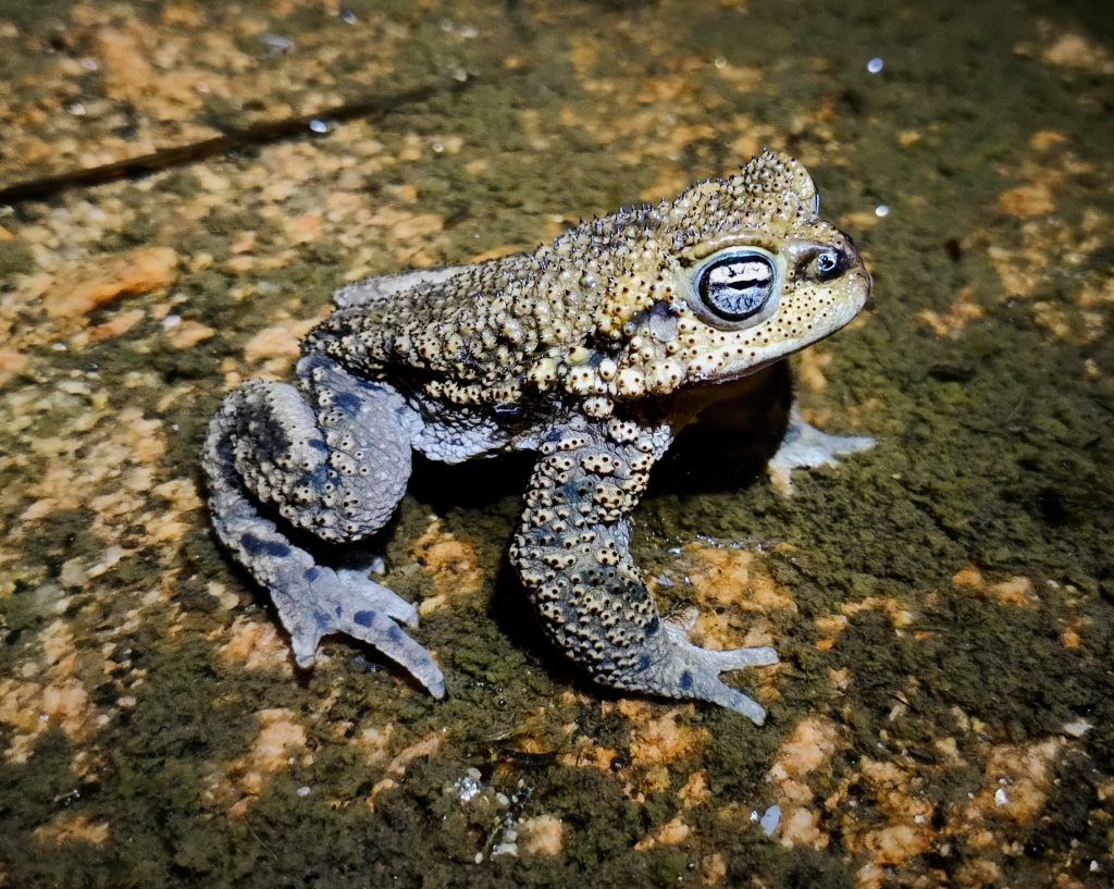 Ocho especies animales fueron declarados monumentos naturales