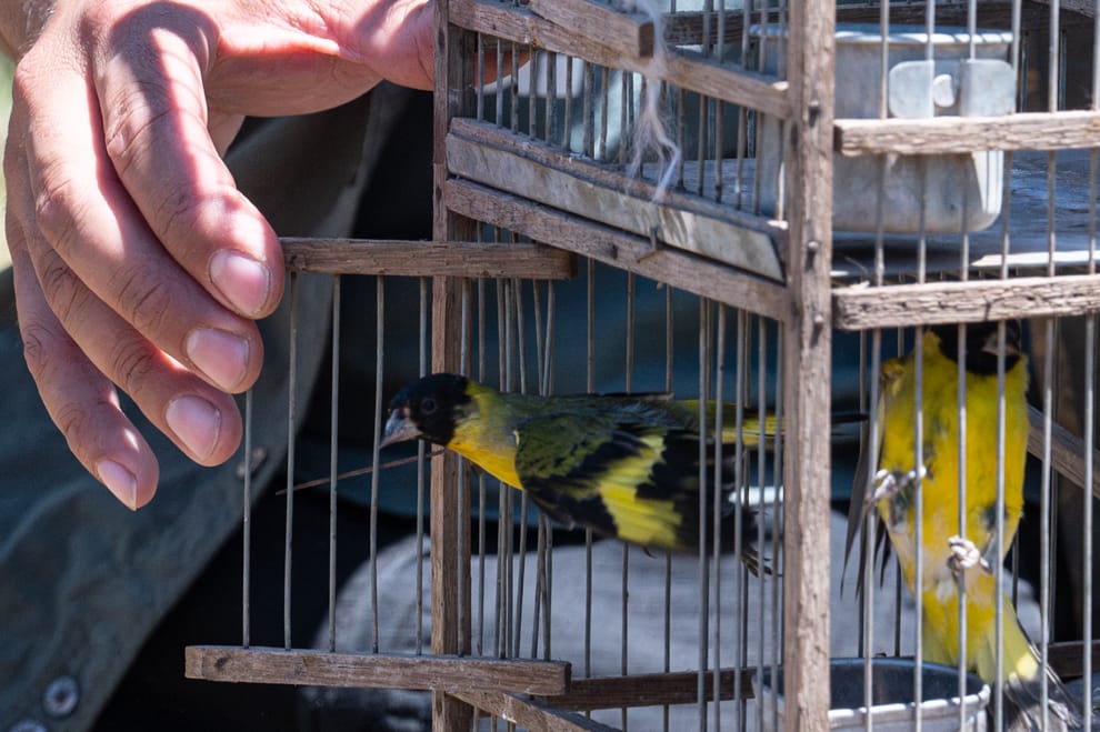 El Ministerio de Ambiente liberó 40 aves y un gato montés