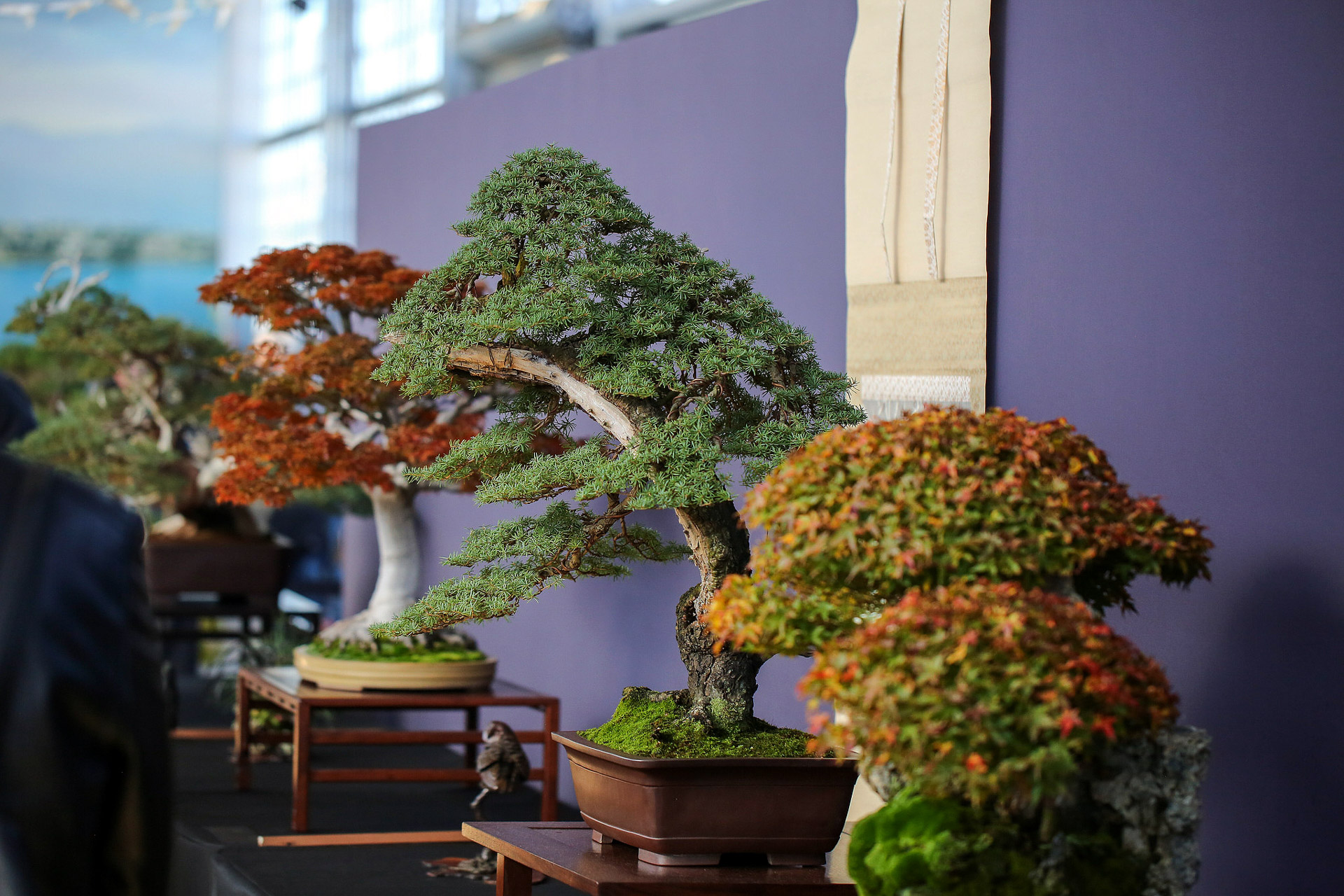 Abrió la 31ª Expo Bonsai: arte, naturaleza y conciencia ambiental en Villa María