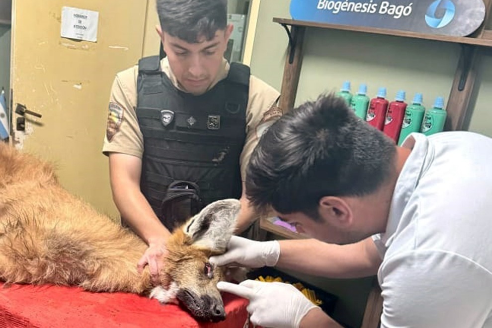 Rescataron a un aguará guazú en un camino rural