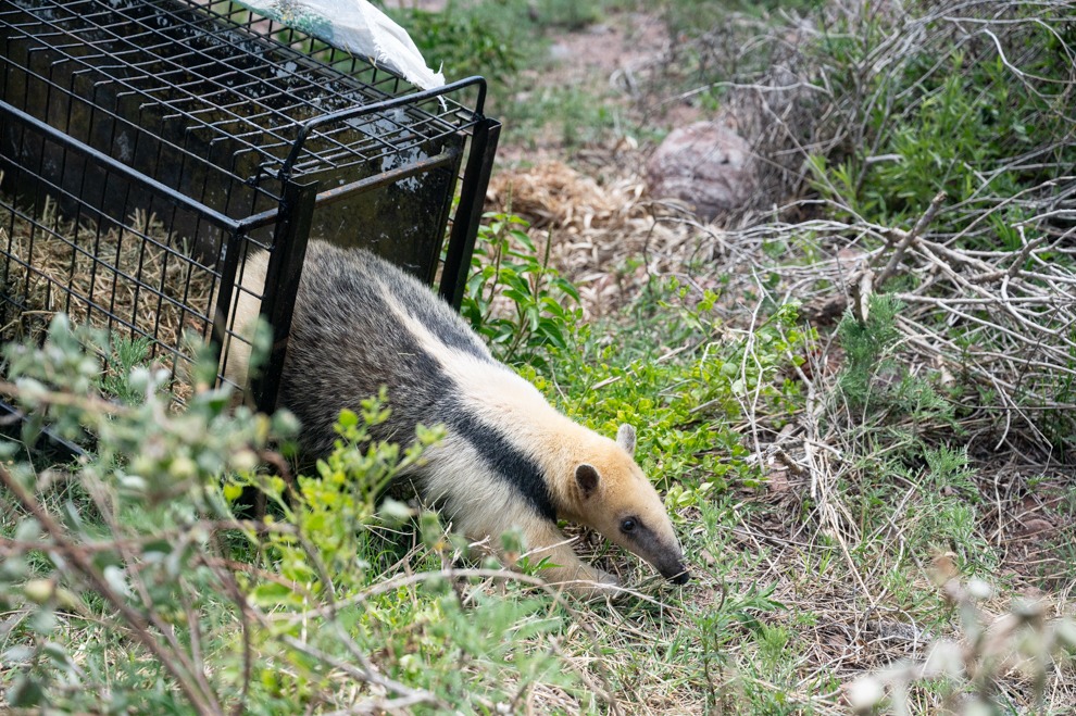 Policía Ambiental liberó un oso melero y otros 34 ejemplares de fauna silvestre
