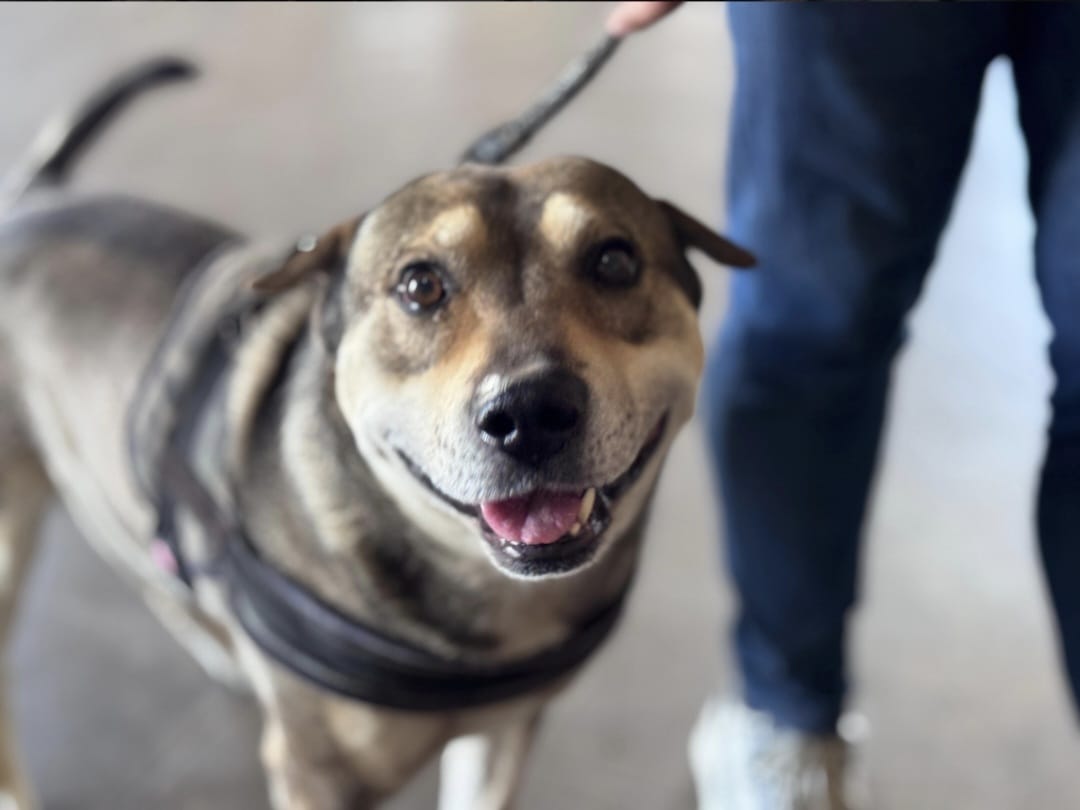 Vacunación Antirrábica Gratuita llega a Barrio Villa Oeste