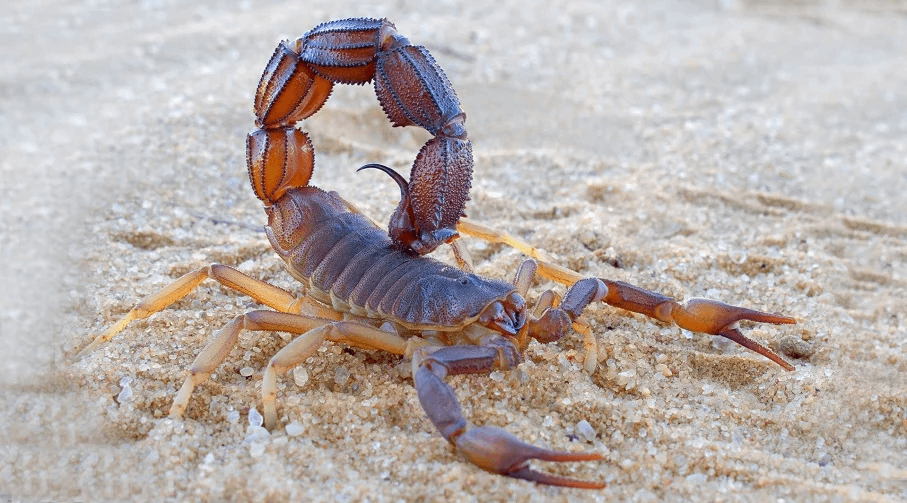 El Área de Salud brindó recomendaciones ante la aparición de alacranes