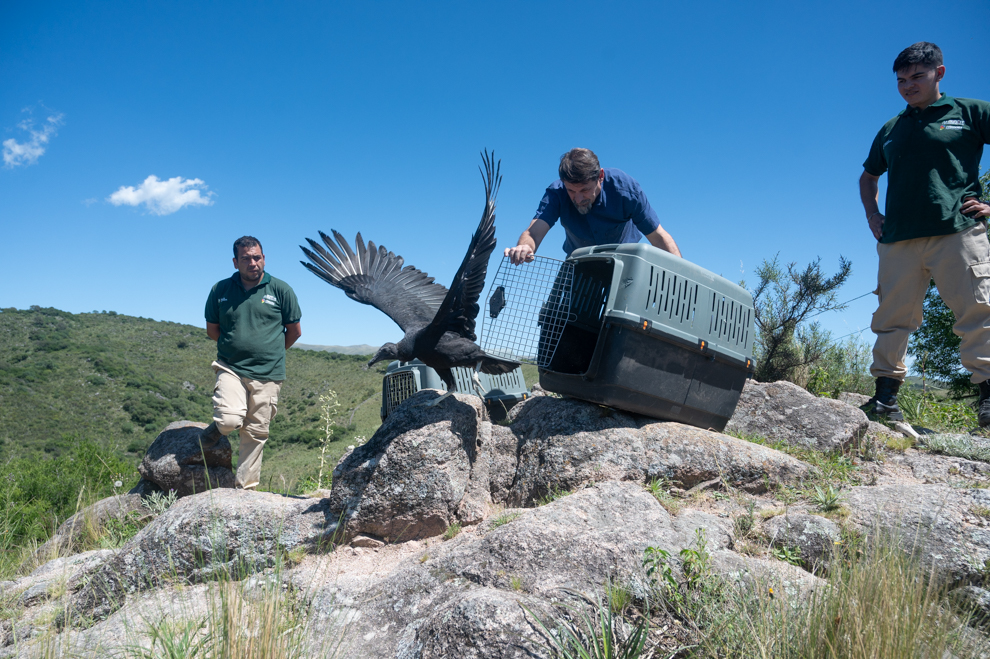 35 ejemplares silvestres regresan a la naturaleza