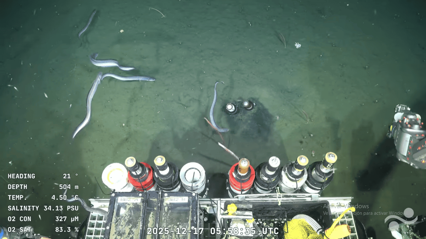 Nuevo streaming del Conicet: cómo verlo