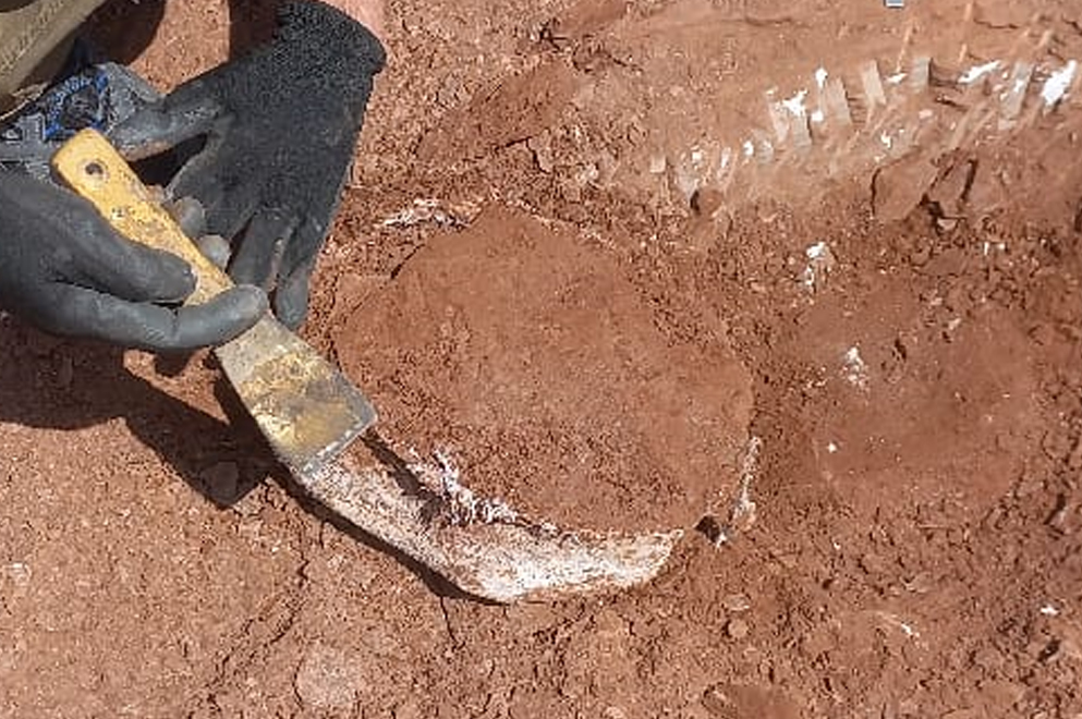 Hallazgo histórico en Córdoba: descubren un resto fósil óseo de gran relevancia