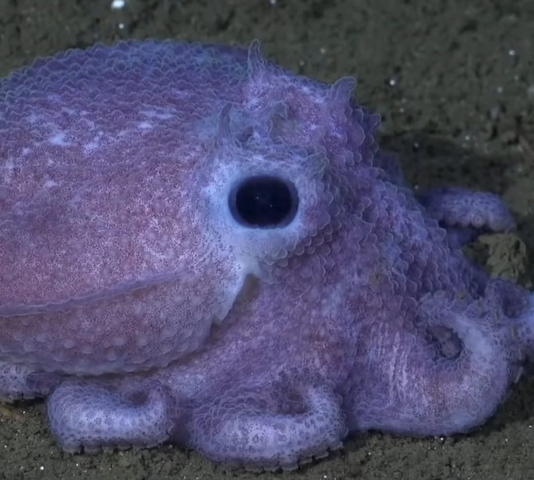 El pulpo de las profundidades que conquistó el streaming del CONICET