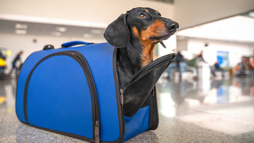 Viajar con mascotas en colectivos de larga distancia: mirá los requisitos