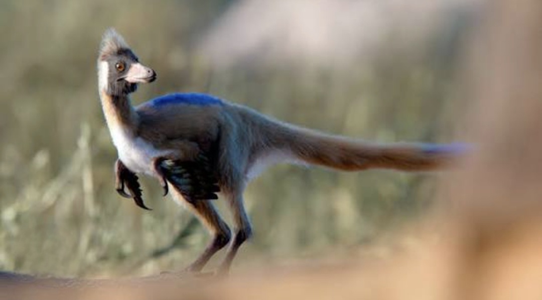 Descubren en Río Negro un dinosaurio del tamaño de una gallina