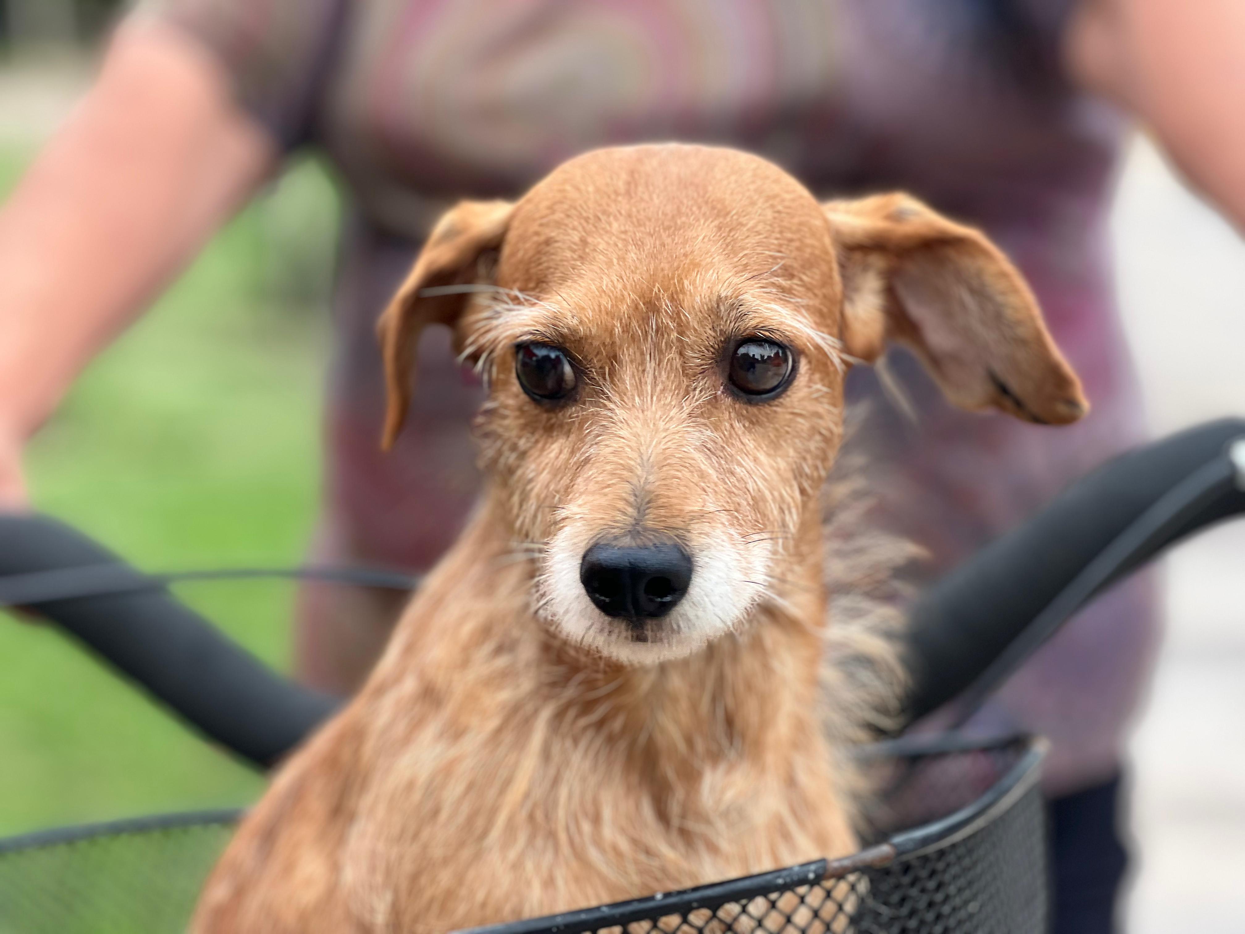 Viernes 10: continúa la vacunación antirrábica gratuita en Villa Nueva