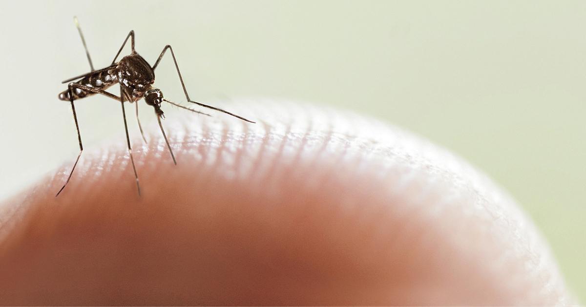 El Ministerio de Salud confirmó que siguen en baja los casos de Dengue 