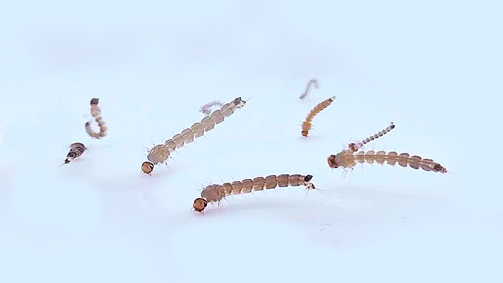 El CONICET descubrió que las larvas del mosquito del dengue pueden 