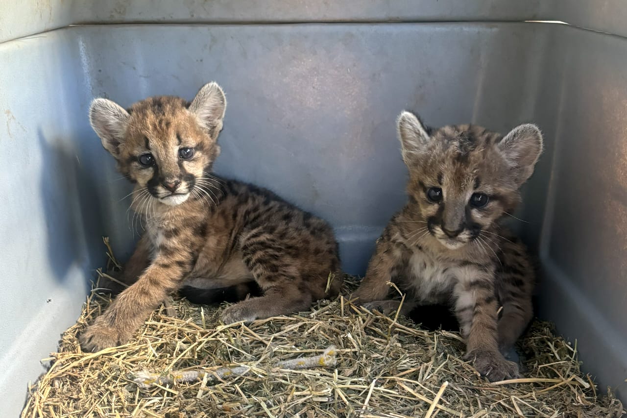 Rescataron a 2 cachorros puma y fueron trasladados al Parque de la Biodiversidad