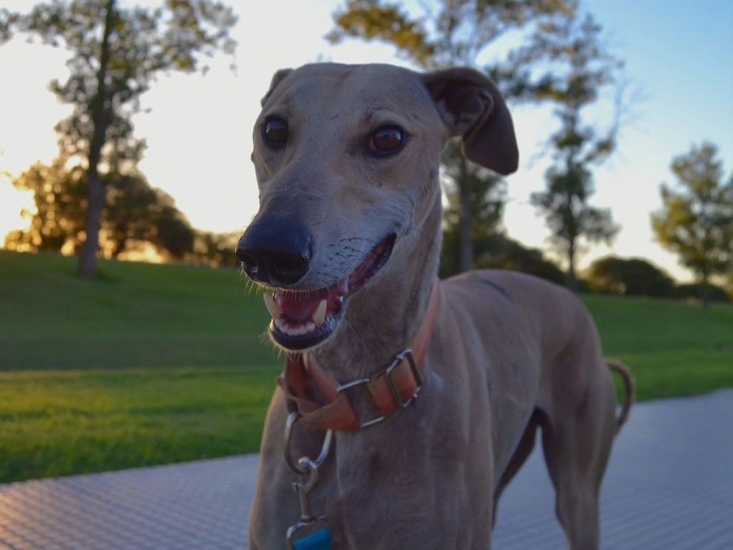 Este domingo, el tercer encuentro de galgos
