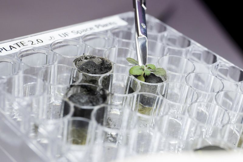 Por primera vez cultivarán vegetales en la luna
