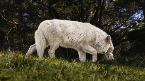 Científicos revivieron a una especie de lobo extinta hace 13 mil años 