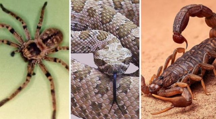 Animales Ponzoñosos: advierten 