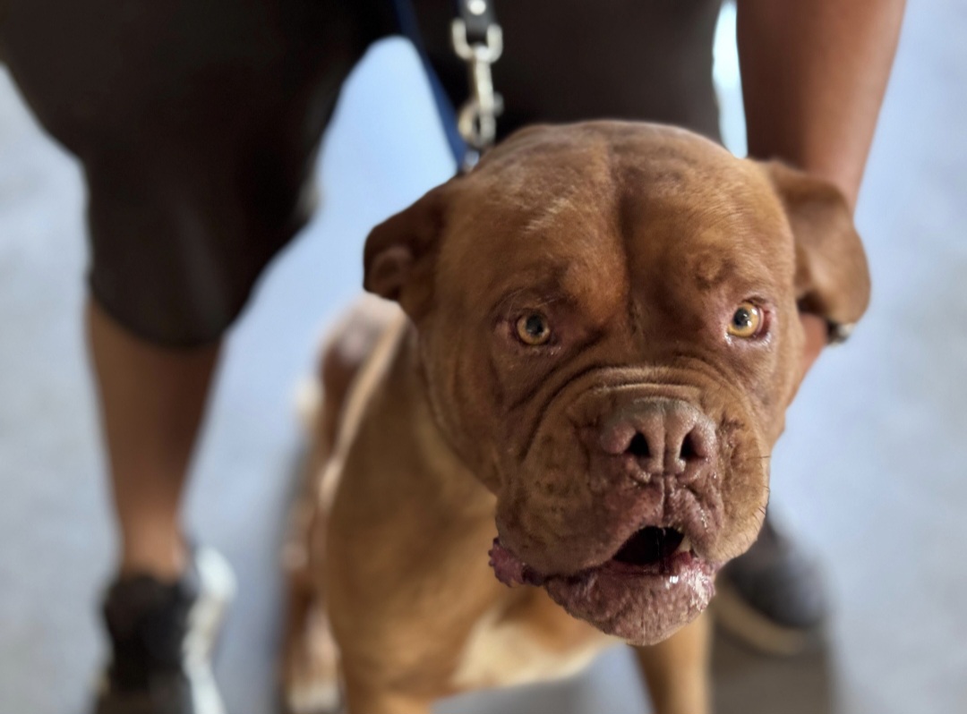 Villa Nueva retoma la campaña gratuita de vacunación antirrábica para mascotas