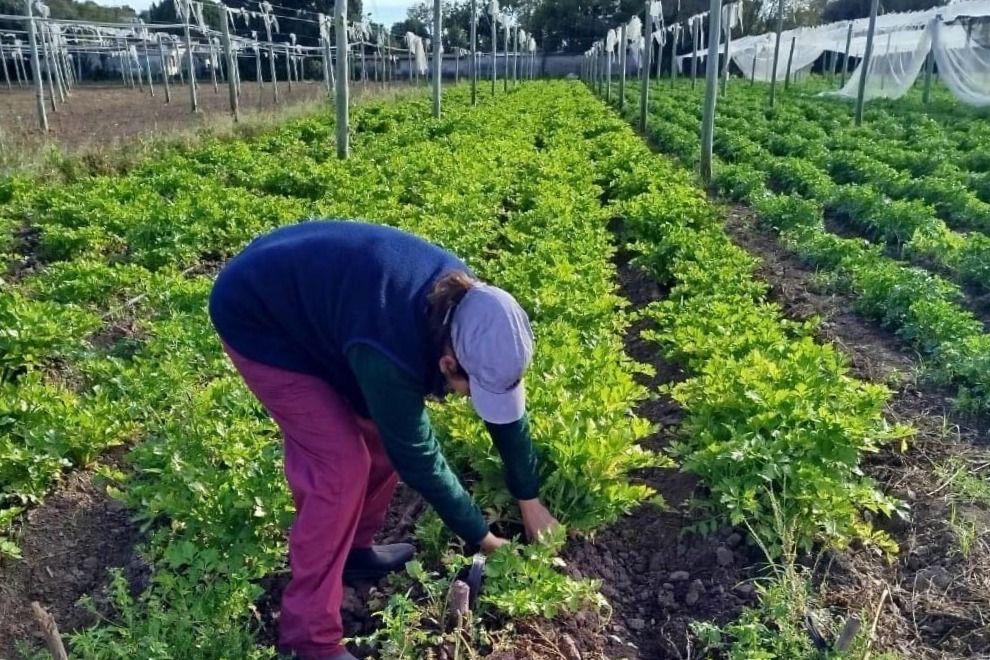 Abrieron las inscripciones al programa La Huerta en Tu Hogar 2026