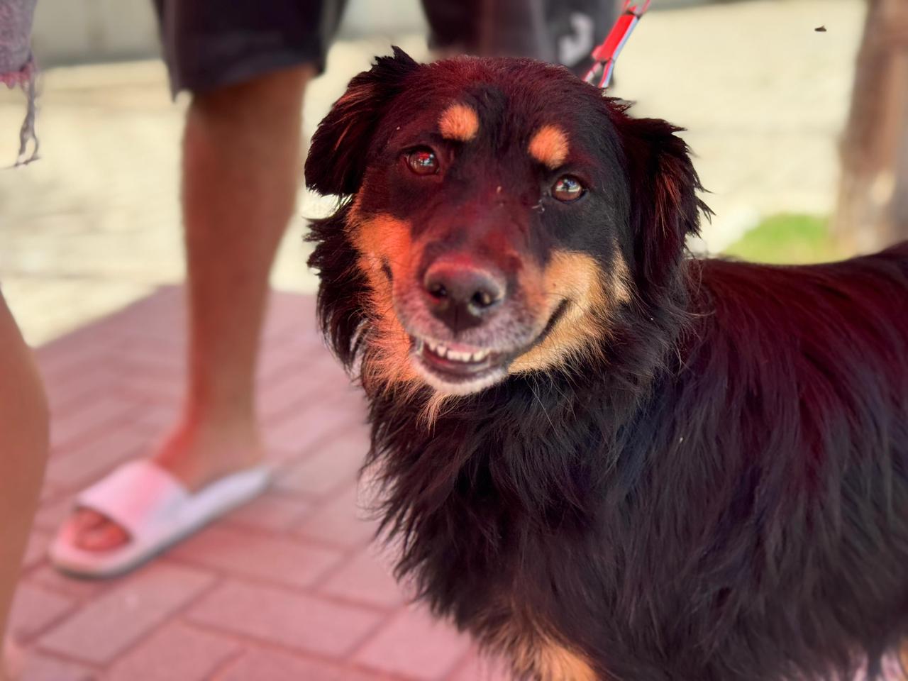 Se vacunaron 64 mascotas en el barrio Malvinas Argentinas