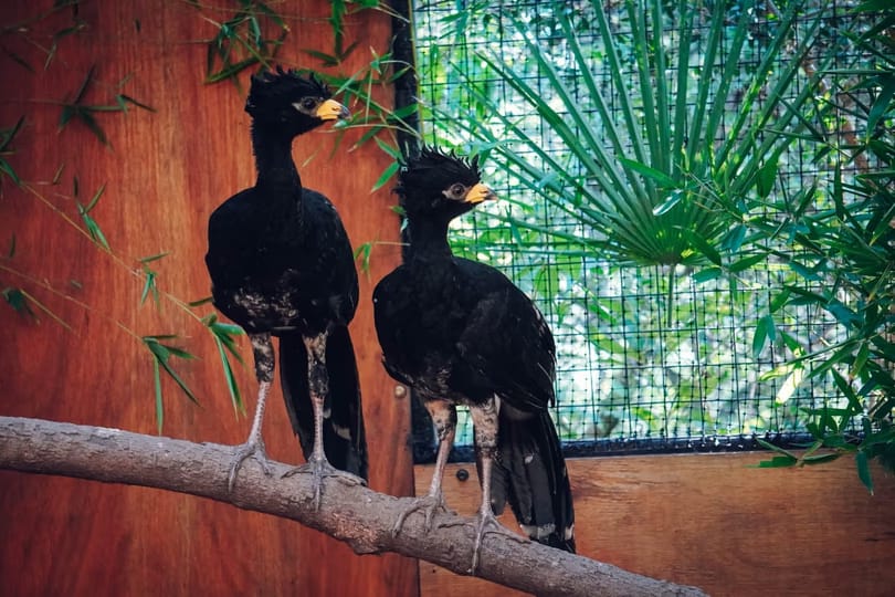 Trasladan cinco muitúes desde Córdoba a Corrientes para reforzar su conservación