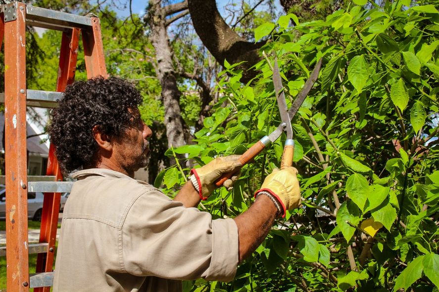 Realizarán una capacitación para podadores urbanos en Villa Maria