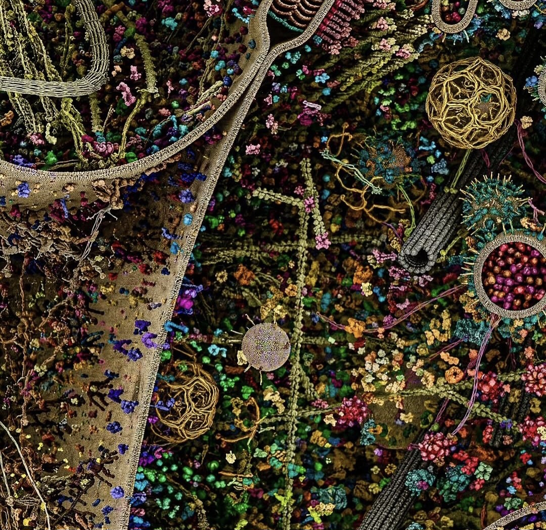 Así se ve el universo oculto dentro de una célula humana