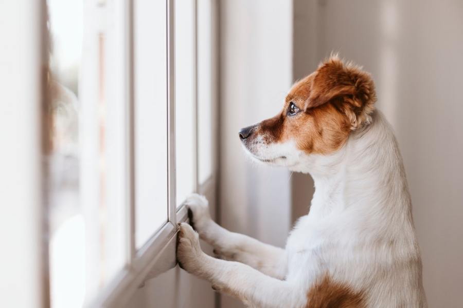 En España multarán por dejar a su mascota sola demasiado tiempo