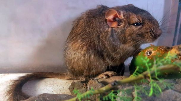 Investigadores del CONICET identificaron una nueva especie de roedor en las sierras cordobesas