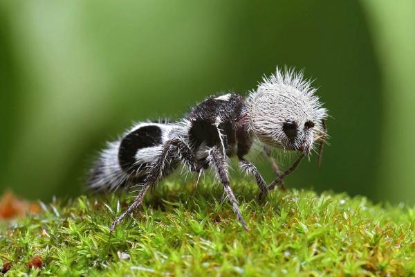 Millones de insectos aún no fueron descubiertos y podrían desaparecer antes