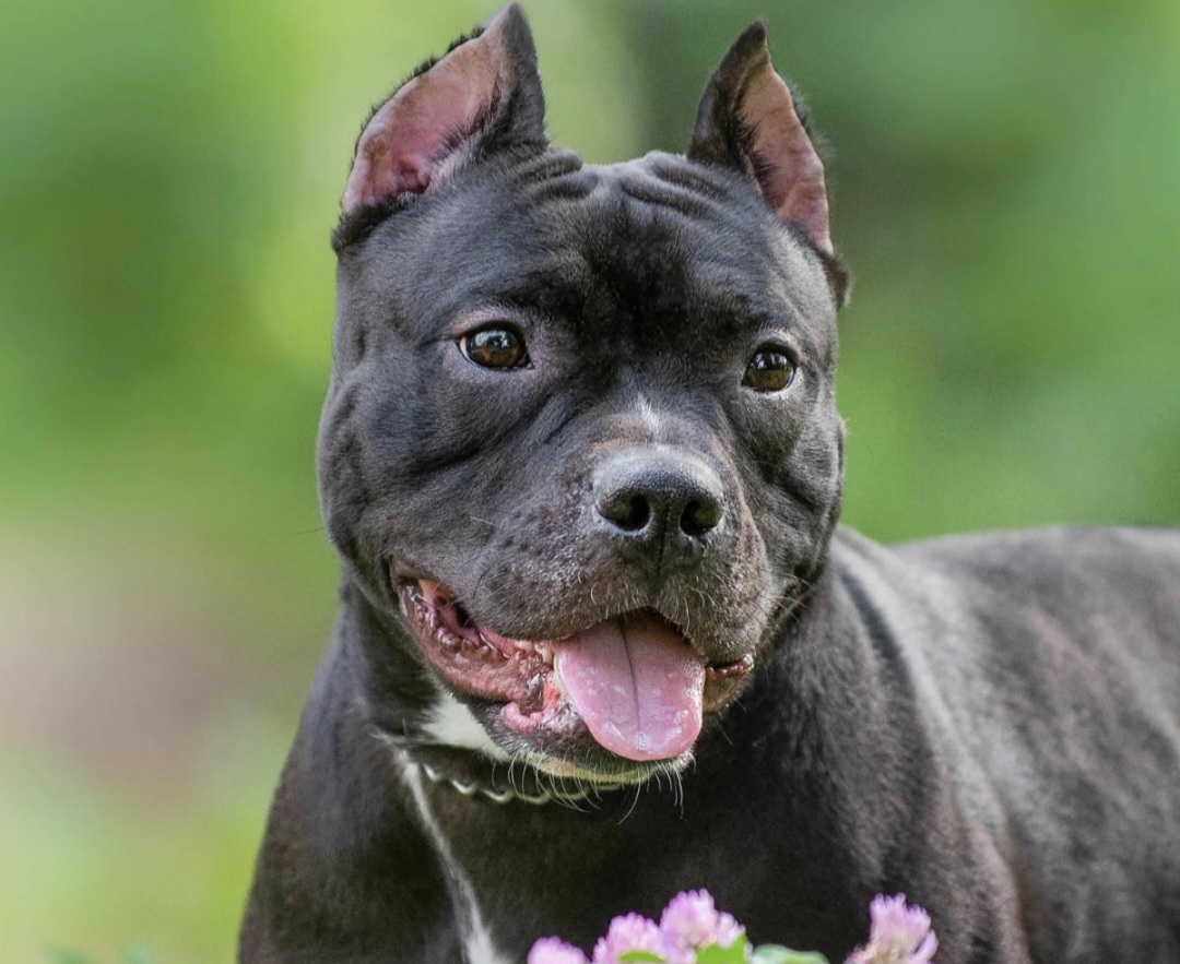 Pitbull: ¿perros peligrosos o dueños irresponsables?