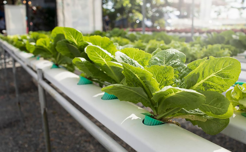 MECA26 suma talleres sobre forestación, hidroponía y jardinería terapéutica