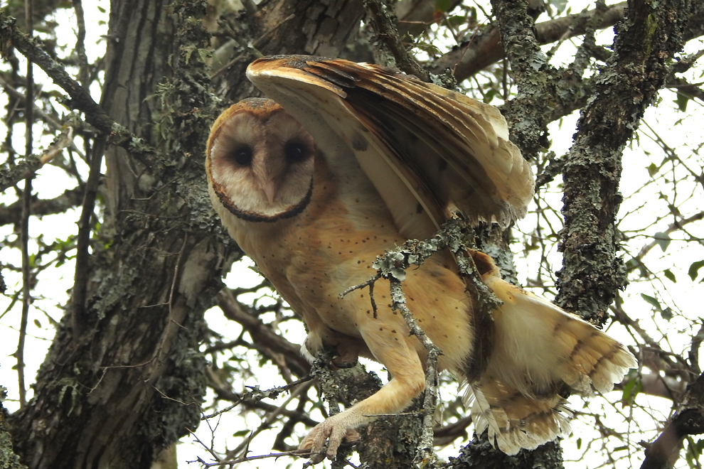 La Policía Ambiental liberó 26 aves silvestres en una reserva natural de Cosquín