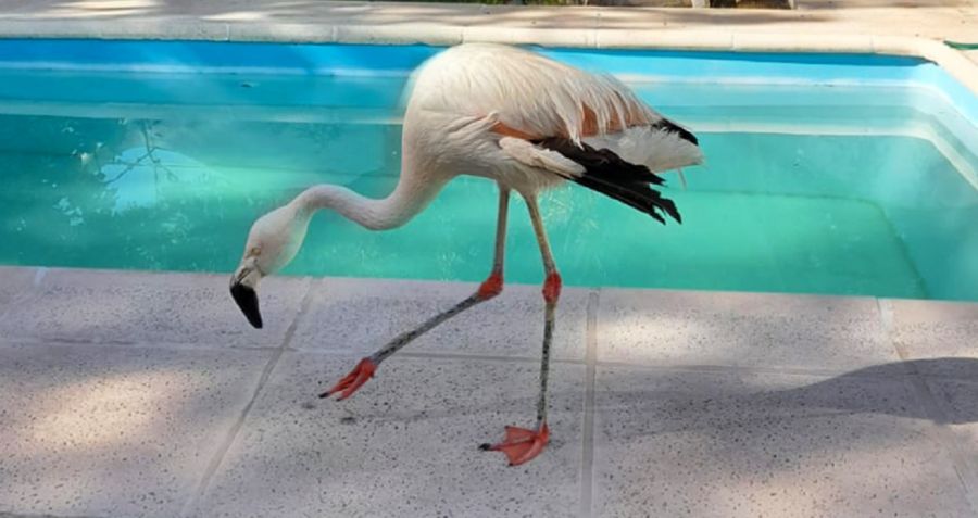 Rescataron un flamenco y tortugas. ¿Porqué no se pueden tener estos animales en cautiverio?
