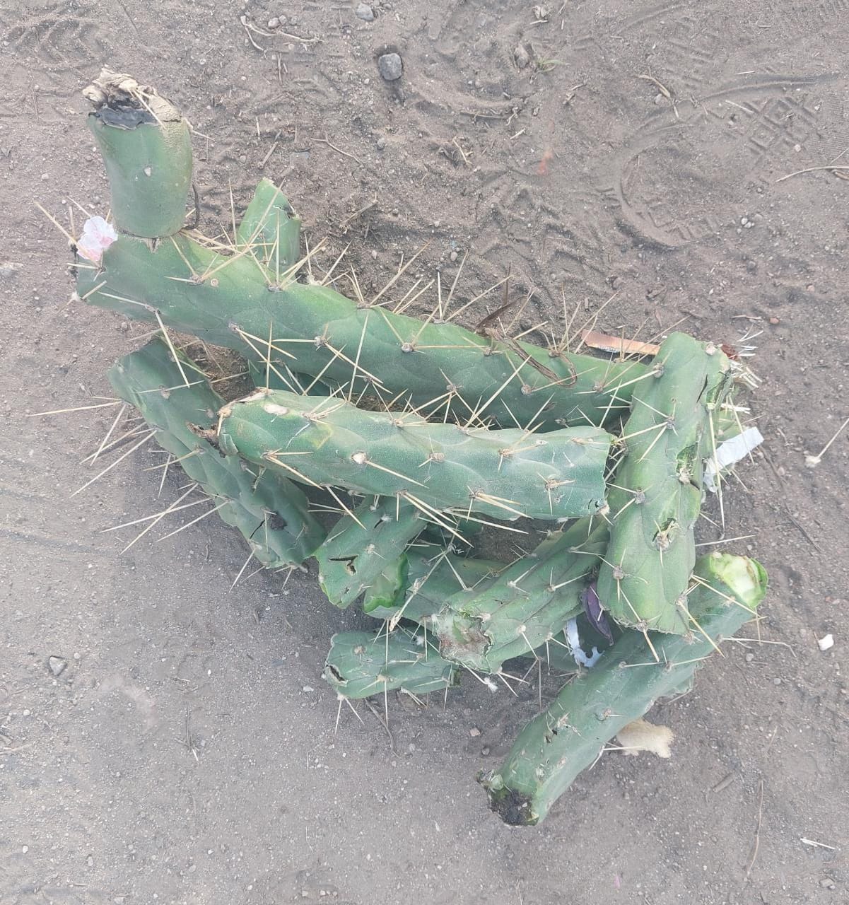 Encontraron espinas de cactus entre los residuos sólidos